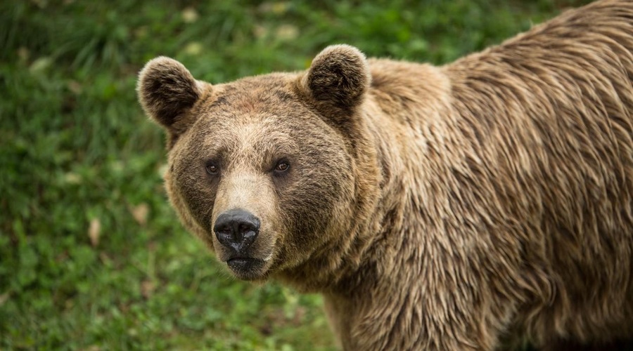 Po usodnem napadu medveda se je oglasila družina 26-letnika (foto: Profimedia)