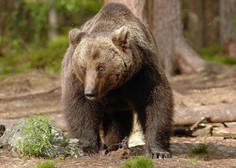 Po smrti italijanskega tekača so medvedu šteti dnevi