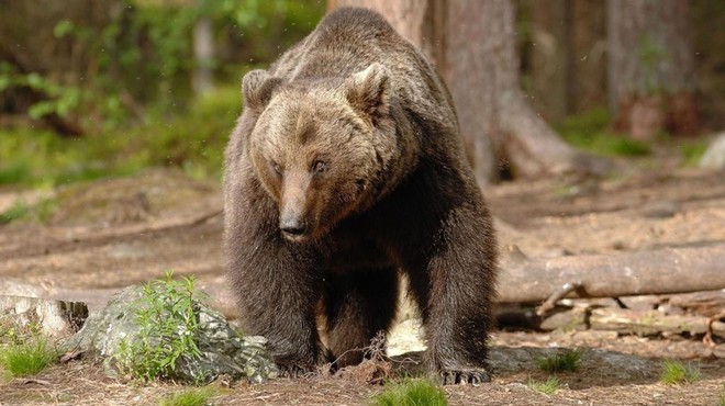Po smrti italijanskega tekača so medvedu šteti dnevi (foto: Profimedia)