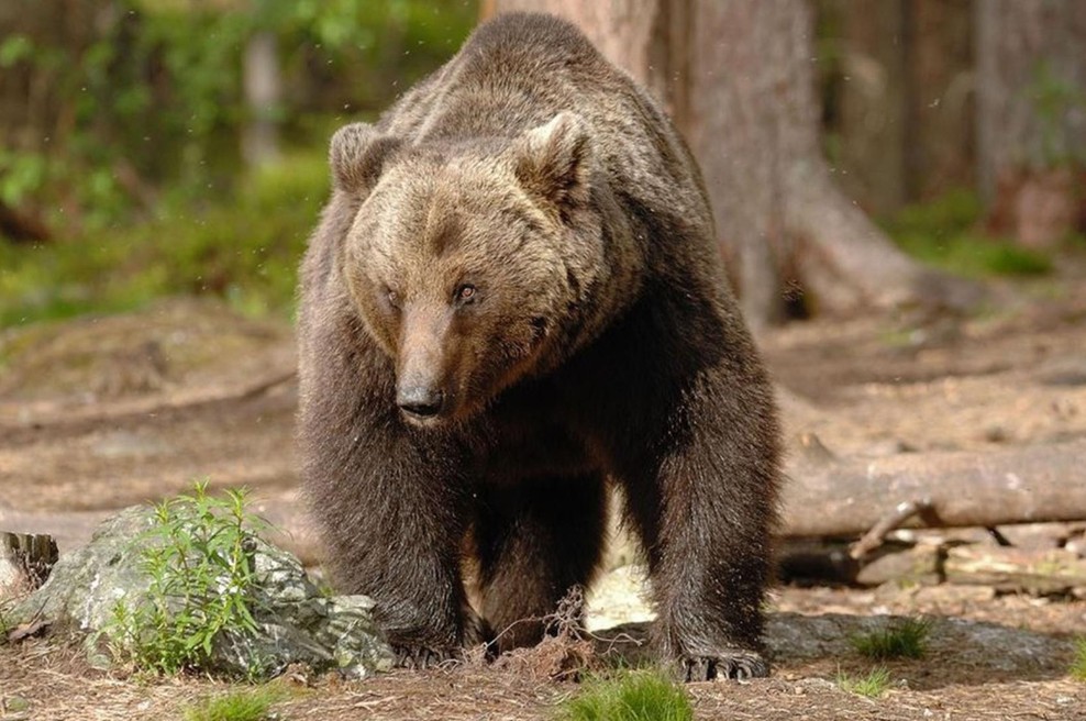 Po smrti italijanskega tekača so medvedu šteti dnevi (foto: Profimedia)