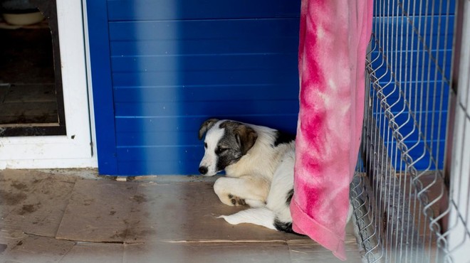 Zavetiški delavci šokirani, ko so ugotovili, kaj tare dva izmed njihovih psov (foto: Profimedia)