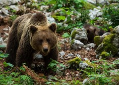 Največji odstrel rjavih medvedov pri nas: trenutno jih je okrog 1100, po novem jih bo ...