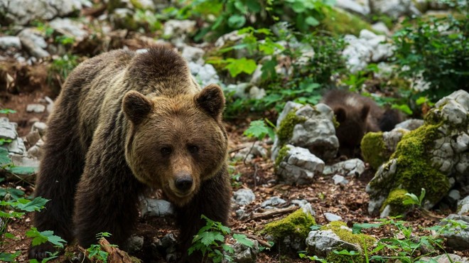 Največji odstrel rjavih medvedov pri nas: trenutno jih je okrog 1100, po novem jih bo ... (foto: Profimedia)