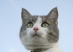 Vas zanima, kako mačke vidijo svet? Potem si oglejte ta posnetek