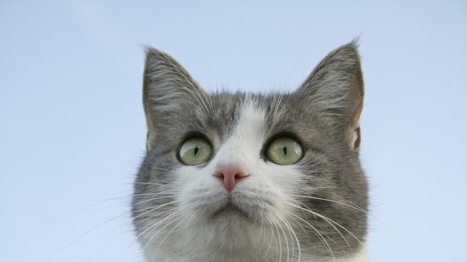 Vas zanima, kako mačke vidijo svet? Potem si oglejte ta posnetek (foto: Profimedia)