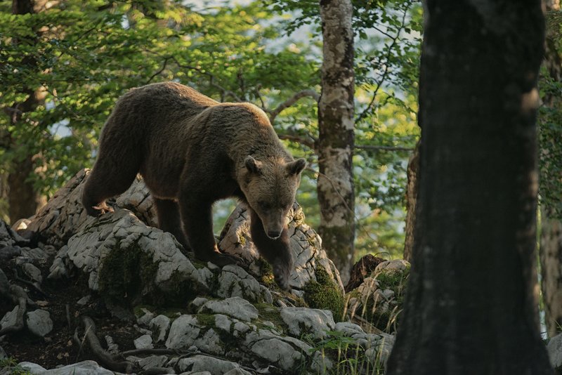 V Sloveniji vse več medvedov: njihovo število se je v zadnjih desetih letih povečalo za ...