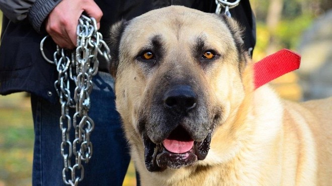 Se prav zares obeta popolna prepoved psov na verigah? (foto: Profimedia)
