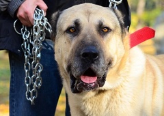 Se prav zares obeta popolna prepoved psov na verigah?