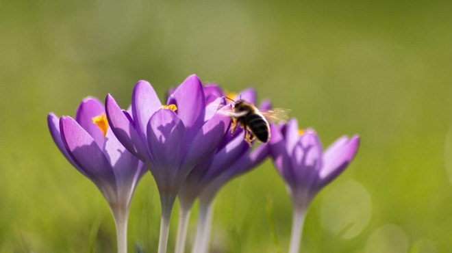 Zdaj je čas, da pomagamo čebelam in to povsem enostavno (foto: Profimedia)