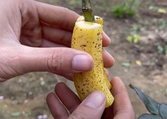 Viralen vrtnarski nasvet, ki vas bo šokiral: poglejte, kaj se zgodi, če ovijete banano okoli stebla vrtnice (VIDEO)