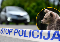 Nesreča na Dolenjskem: voznik osebnega avtomobila na cestišču trčil v medveda