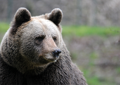 Medved sredi belega dne napadel lovca (zgodilo se je na priljubljeni pohodniški točki)