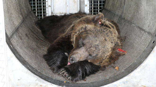 Ujeli medvedko, ki je ubila 26-letnega tekača: kakšna bo njena usoda? (foto: Profimedia)