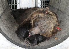 Ujeli medvedko, ki je ubila 26-letnega tekača: kakšna bo njena usoda?