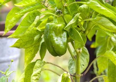 7 rastlin, ki jih je priporočljivo posaditi zraven paprike, da bo vaš pridelek bogat
