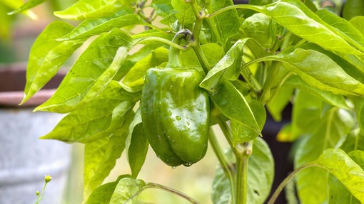 7 rastlin, ki jih je priporočljivo posaditi zraven paprike, da bo vaš pridelek bogat
