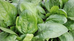 Za kardiologe je ta preprosta zelenjava kot poljub zdravja: vključite jo v čim več obrokov in srce vam bo hvaležno