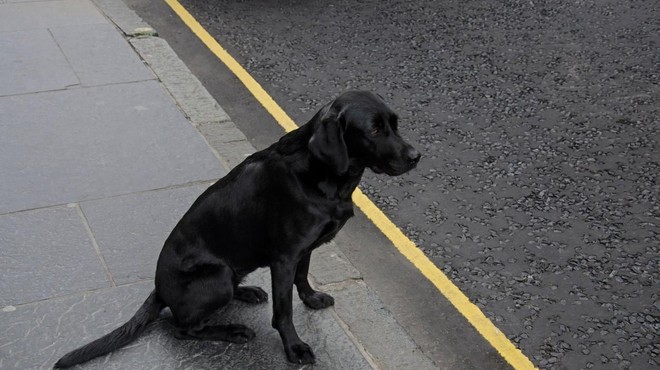 Ganljiva reakcija psa, ko ga njegov lastnik vrže iz avta in zapusti (VIDEO) (foto: Profimedia)