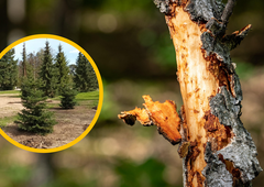 Novo zasajena drevesa v Mariboru tarča vandalov: uničili so jih