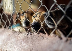 Pasma psov, ki obožuje tek, a je to tudi njihovo največje prekletstvo