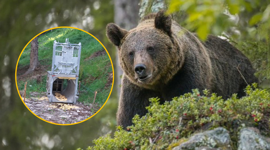 Forenziki na delu: kako so Italijani identificirali 'morilsko' medvedko? Imamo odgovore (foto: Profimedia/fotomontaža)