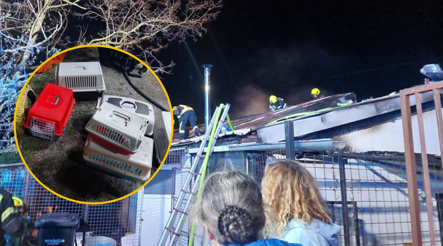 Tragedija v slovenskem mačjem zavetišču: na desetine prikupnih kosmatink spet ostalo brez strehe nad glavo (foto: Facebook/Pupa Juma/fotmontaža)