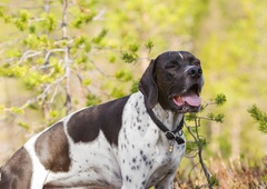 Če v sezoni klopov pri psu opazite te znake, nujno obiščite veterinarja