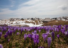 Na Veliko planino v čarobno zimsko pravljico ali na ogled dih jemajočih žafranov (FOTO)