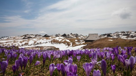 Na Veliko planino v čarobno zimsko pravljico ali na ogled dih jemajočih žafranov (FOTO)