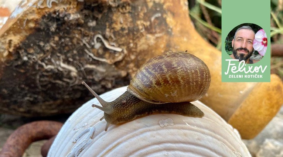 Tripsi, uši, mušice: se tudi vi borite s škodljivci, pa jih sploh ne prepoznate? (Tukaj je seznam) (foto: Srečko Blas)