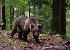 Glede velikega odstrela medvedov sta se srečala Golob in Brežan – kaj sta se dogovorila?
