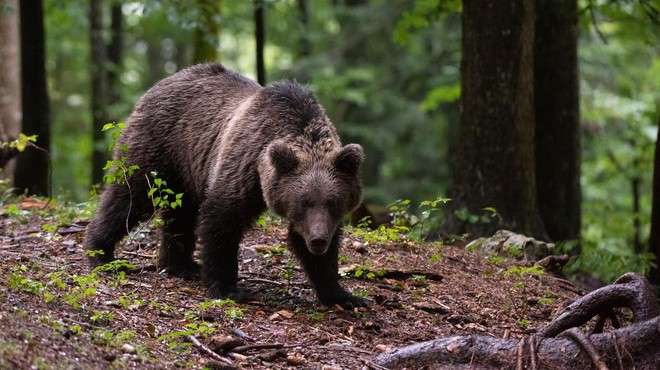 Bo Slovenija dobila še več medvedov? To želi storiti naša sosednja država (foto: Profimedia)