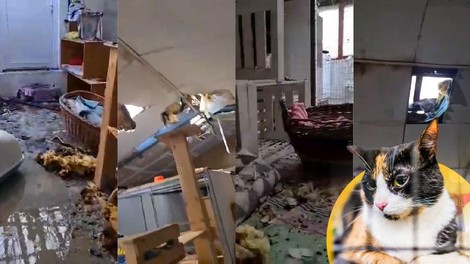 Srce parajoči prizori posledic požara v Mačji Preji, kjer nekaj mačk še pogrešajo (VIDEO)