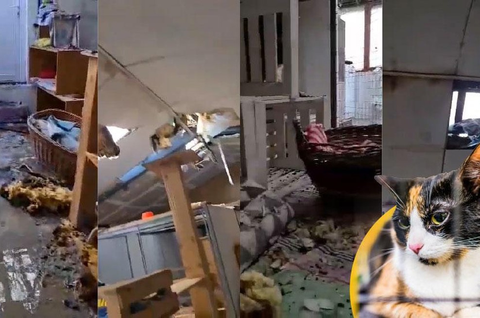 Srce parajoči prizori posledic požara v Mačji Preji, kjer nekaj mačk še pogrešajo (VIDEO) (foto: Mačja preja / FB / Profimedia / fotomontaža)