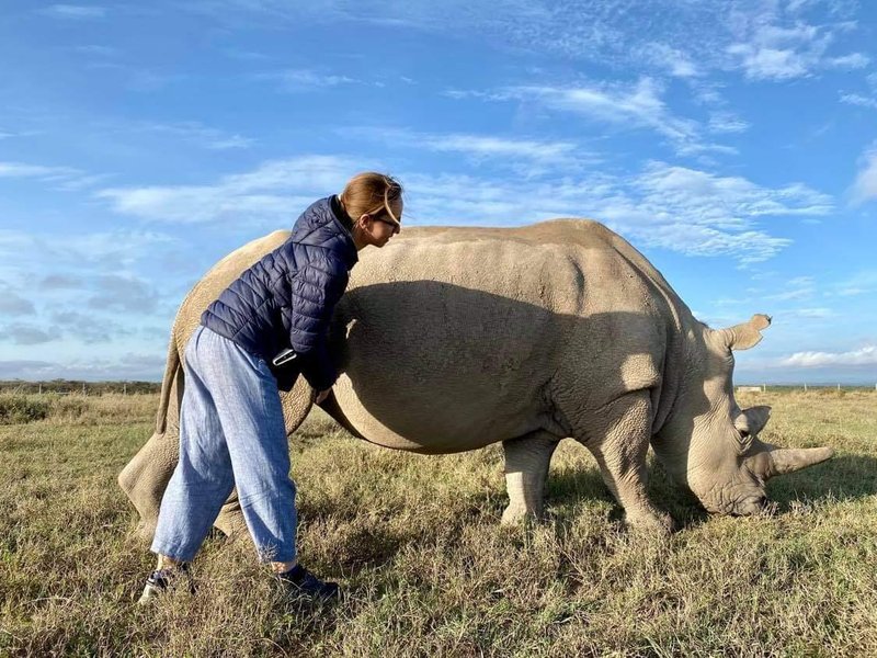 S severno belo nosoroginjo Najin, eno od zadnjih dveh predstavnic te vrste, v rezervatu Ol Pejeta v Keniji.