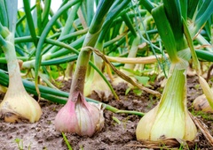 Teh 5 rastlin bo bolje rastlo, če ob njih posadite čebulo