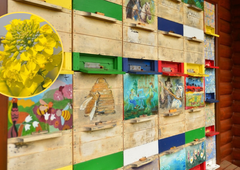 Čebelice so naš ponos: povezale so nas s celotnim planetom