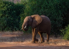Slonica, ki je pri dveh letih ostala brez družine, si je našla svojo čredo – med povsem drugo vrsto! (VIDEO)