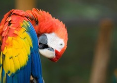 Ne boste verjeli, kaj so znanstveniki naučili papige