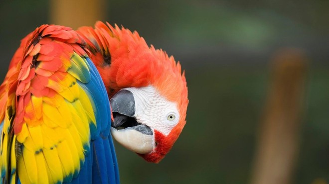 Ne boste verjeli, kaj so znanstveniki naučili papige (foto: Profimedia)