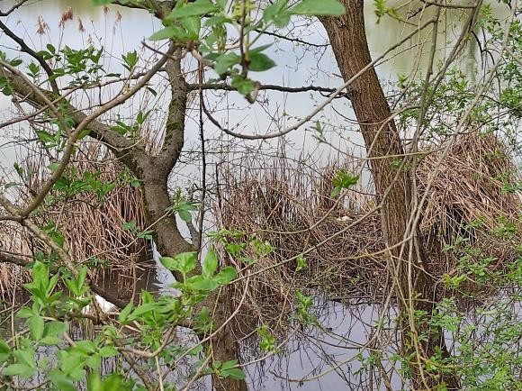 Par labodov grbcev je na nabrežju Ljubljanice, pod pristaniščem na Špici, naredil gnezdo, v katerem valita jajca. Naraščaj pričakuje tudi …