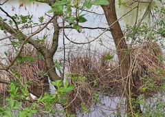 Prisrčni prizori v Ljubljani: labodji par pričakuje naraščaj (FOTO)
