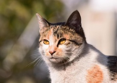 Kaj storiti, ko notranja mačka pobegne ven? (5 zlatih nasvetov)