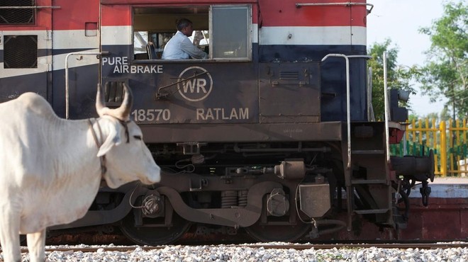 Upokojenca ubila leteča krava, potem ko je vanjo trčil vlak (foto: profimedia)