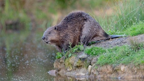 S pomočjo tega posnetka boste za vedno ločili nutrijo od bobra