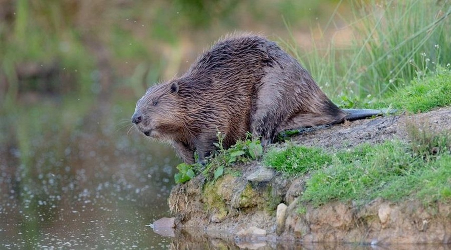 S pomočjo tega posnetka boste za vedno ločili nutrijo od bobra (foto: Profimedia)