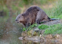 S pomočjo tega posnetka boste za vedno ločili nutrijo od bobra