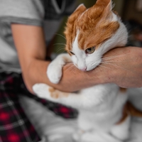 Skrivno sporočilo, ki ga malokdo razume: to je pravi razlog, da vas je vaša mačka nenadoma ugriznila