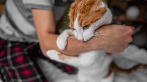 Skrivno sporočilo, ki ga malokdo razume: to je pravi razlog, da vas je vaša mačka nenadoma ugriznila