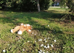 Zločin, ki je pretresel vse: mati za 10 evrov prodala triletno hčerko (nekaj ur kasneje je bila mrtva)